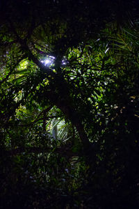 Trees growing in forest