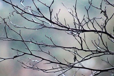 Close-up of bare tree against clear sky