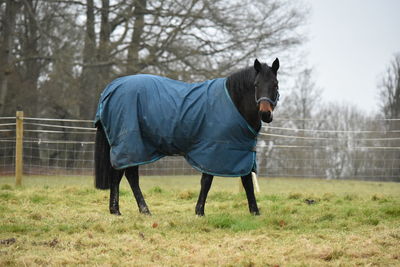 Horse on field against trees