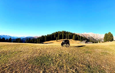 Horses on field against clear blue sky