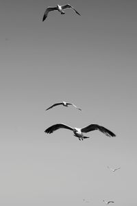 Low angle view of birds flying against clear sky