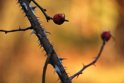 Close-up of silhouette plant against blurred background