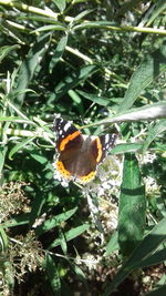 Close-up of butterfly perching on plant