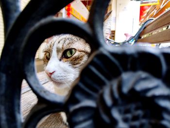 Close-up portrait of cat by camera