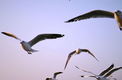 Low angle view of seagull flying in sky