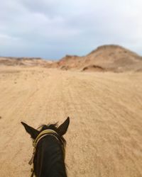 Close-up of horse on sand dune in desert against sky