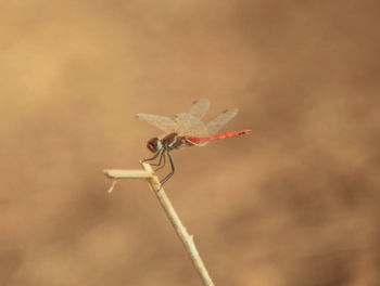Close-up of insect perching outdoors