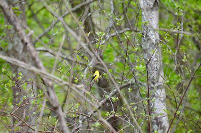 Bird on branch of tree