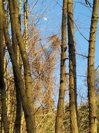 Low angle view of bare trees against sky