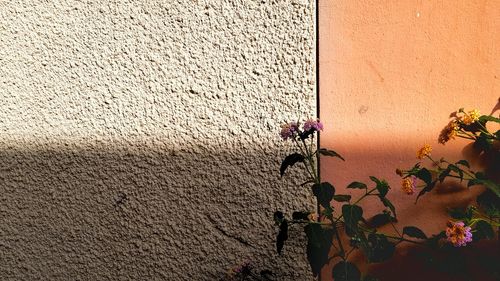 Close-up of flower blooming against wall