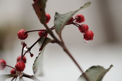 Close-up of wet red berries