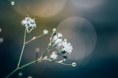 Close-up of white flower