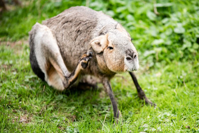 Portrait of patagonian mara on field