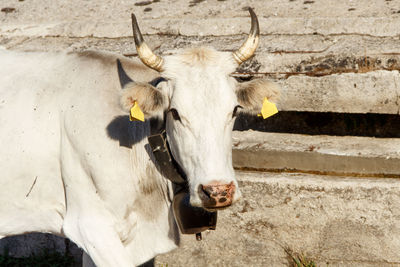 Close-up of a horse