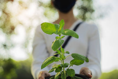 Close-up of hand holding plant