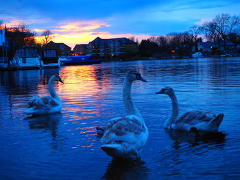 Swans swimming in lake against sky