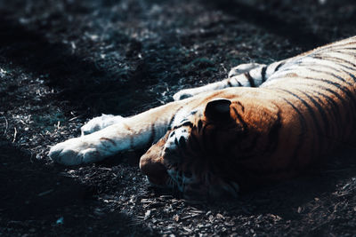 Close-up of animal sleeping on ground