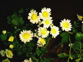 Close-up of white flowering plants