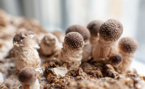 Close-up of mushrooms