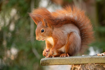 Close-up of squirrel