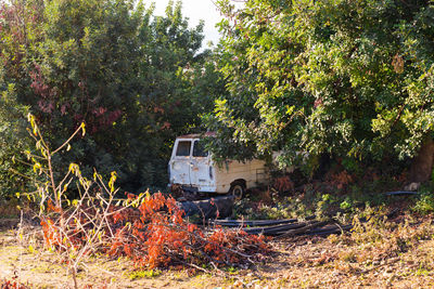 Plants growing on abandoned land against trees