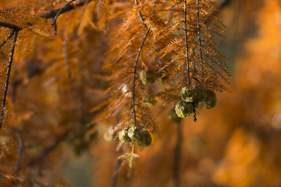 Close-up of plant