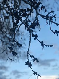 Low angle view of tree against sky