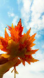 Low angle view of orange flowers growing against cloudy sky