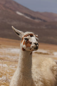 Donkey standing on field