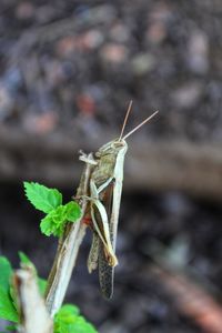 Close-up of insect on leaf