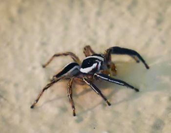 Close-up of spider