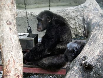 Monkey on tree trunk