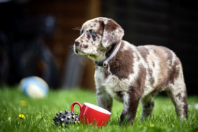 Puppy playing on grass