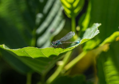 Close-up of insect on leaf