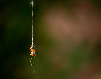 Spider collection