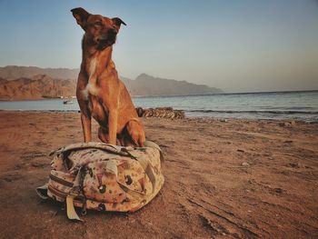 Dog on beach