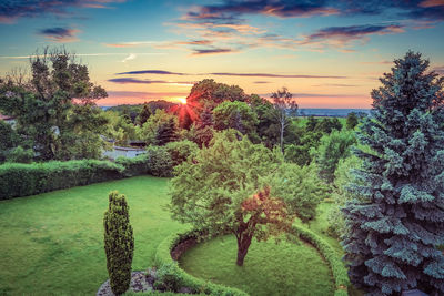 Plants and trees against sky during sunset