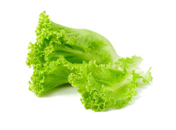 Close-up of green leaf against white background