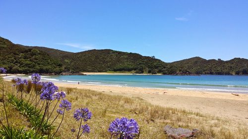 Scenic view of beach against clear blue sky