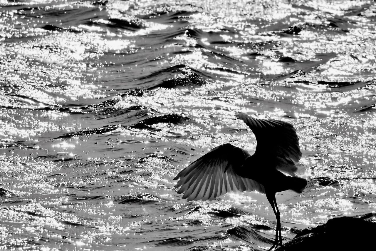 water, animals in the wild, animal themes, bird, wildlife, nature, beauty in nature, high angle view, one animal, day, tranquility, lake, sea, outdoors, rippled, full length, sunlight, no people, spread wings, beach