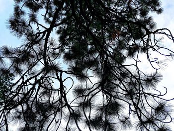 Low angle view of tree against sky