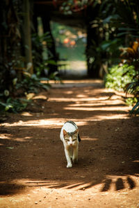 View of a cat