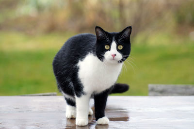 Portrait of black cat standing outdoors