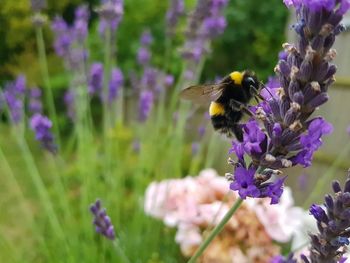 Bee pollinating on purple flower