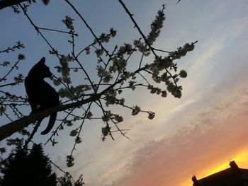 Low angle view of silhouette trees against sky