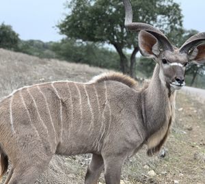 Portrait of deer standing on field