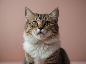 Close-up portrait of cat