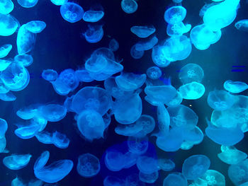 Full frame shot of jellyfish swimming