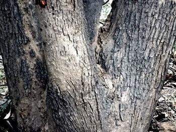 Full frame shot of tree trunk