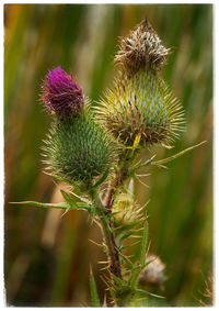 Close-up of thistle plant